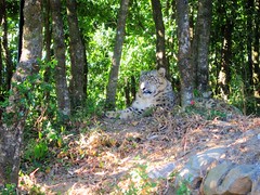 印度北方山區阿坎德邦的雪豹（照片攝影：Gaurav）