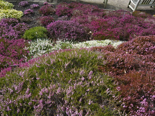 Ground cover March Heather
