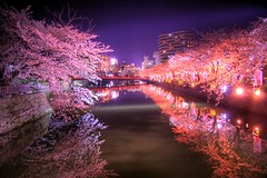 Sakura Season 2010
