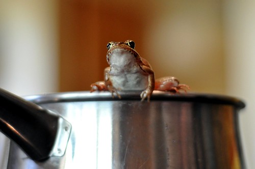 frog in a pot 3