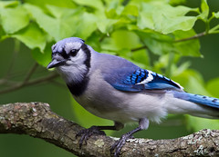 blue jay bird