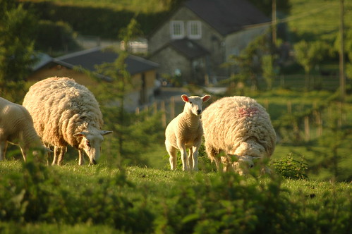 Sheep - 4