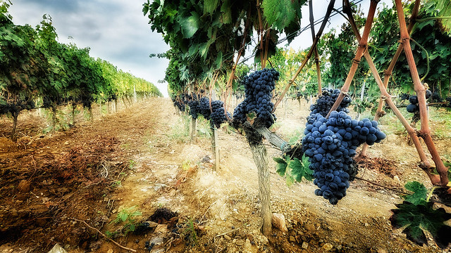 Винодельня в Италии