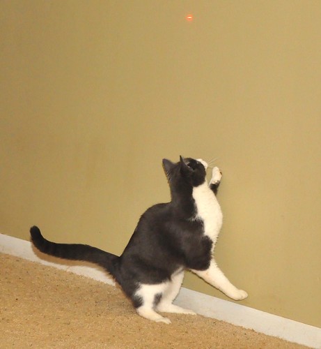 cat chasing a laser