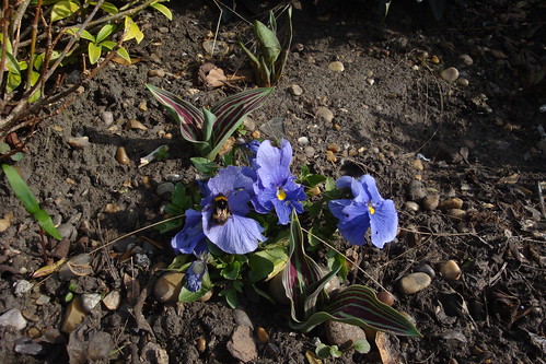 spring flower photos