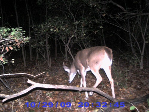 Whitetail Deer | <a href=