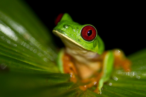 氣候變遷可能對上萬種物種產生毀滅性的影響，常見、珍稀或瀕危物種都難逃一劫，包括紅眼樹蛙在內。攝影：Brian Gratwicke。