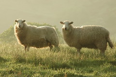 Sheep - 6