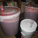 Plums in Primary Fermentors and Jalepeno Wine