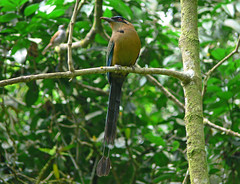Colombia Momotidae