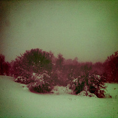 Vintage style photo of our snowy backyard today
