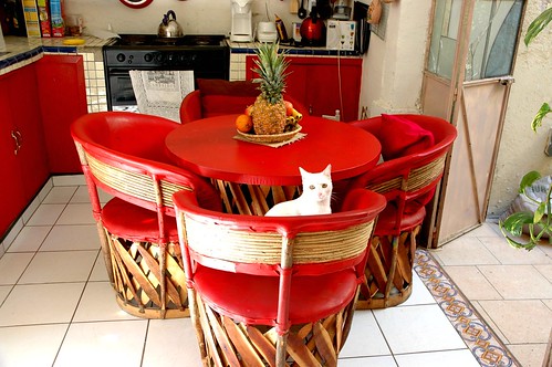 White elvish cat at the traditional Mexican leather kitchen table and chairs, in red, Guadalajara, Jalisco, Mexico by Wonderlane