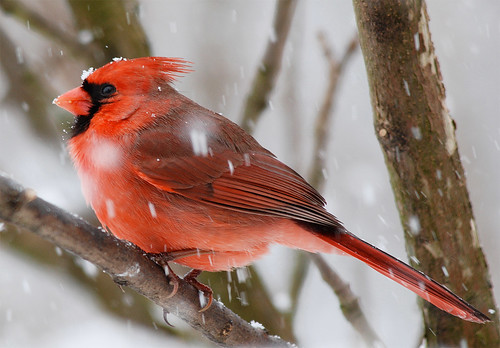Northern Cardinal by Billtacular