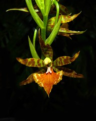 orchids #50