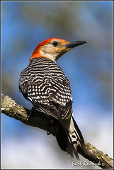 Woodpecker (Red bellied)