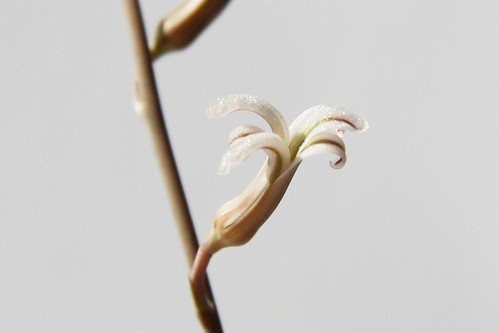 Haworthia fasciata by blumenbiene