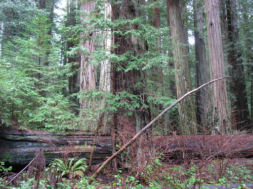 Redwoods and Invaders