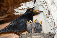 Blackbirds / blackbirds chicks