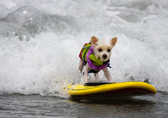 Surf Dog Competition - Imperial Beach (2010)