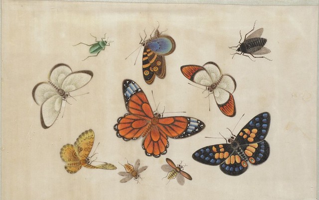 hand-painted butterflies & insects from Chinese watercolour album 1800s