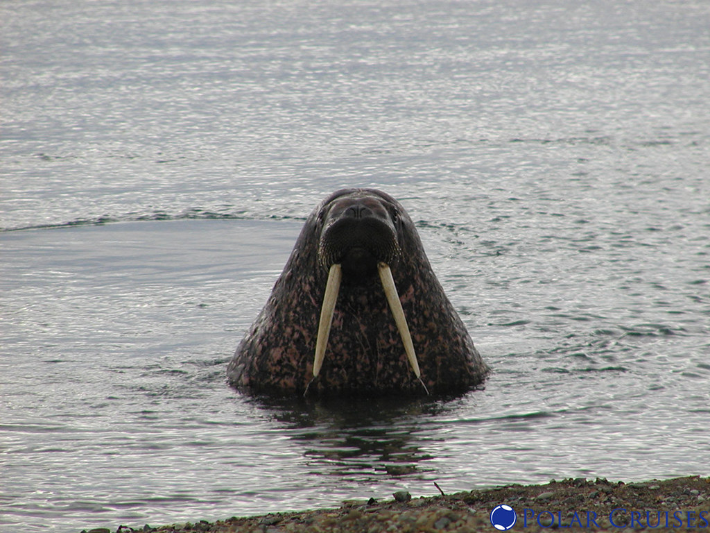Walrus Smiling for the camera