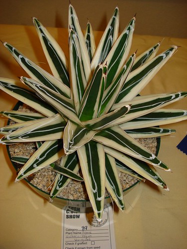 Agave by UglyPlantation