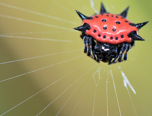 Jeweled Spider