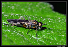 Diptera/Stratiomyiidae