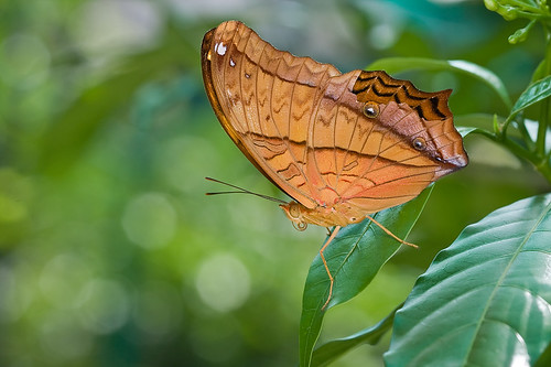 <br>Vindula dejone erotella (The Cruiser) butterfly IMG_0143 copy