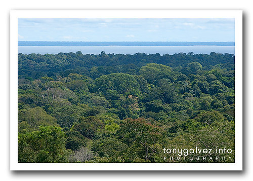 Floresta Nacional do Tapajós, Amazon, Brazil