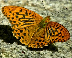 Bolboretas-Mariposas