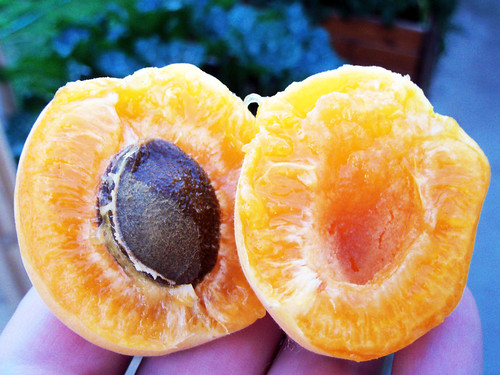 fresh picked ripe apricot by radiostaticstar