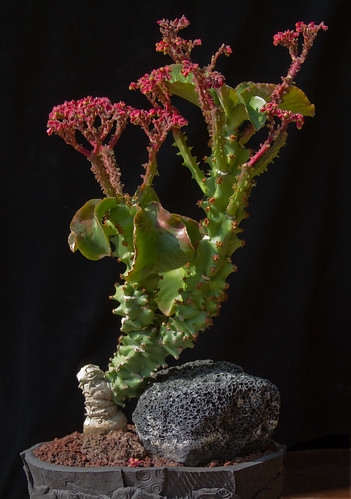 CSSA Show 2010: Best Monadenium by Cactus and Succulent Society of America