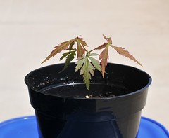 First Japanese Maple