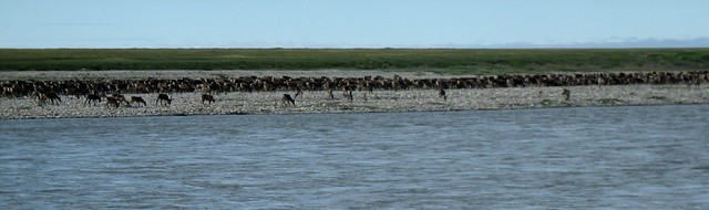 Caribou by Canning River