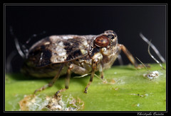Homoptera/Issidae