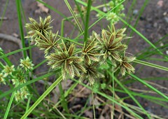 Cyperaceae (Sedge family)