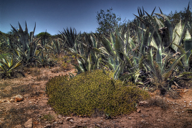 Agave and wild thyme