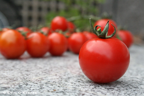 Tastier than Rubies, Cork-grown Tomatoes