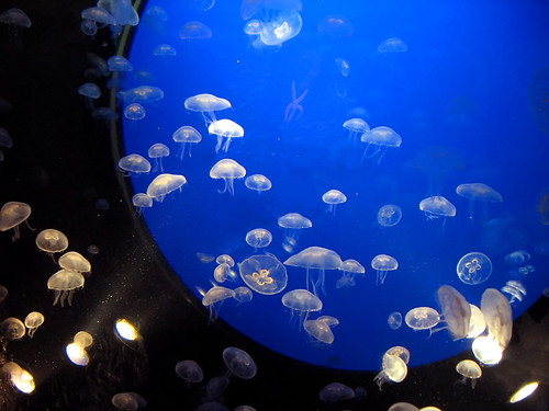 Jellyfishes - Aquarium Donostia-San Sebastian, Spain by Batikart ... handicapped ... sorry for no comments