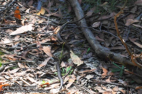 Common Tiger Snake - Notechis scutatus Flickr - Photo