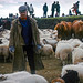 Sheep hearding in Iceland