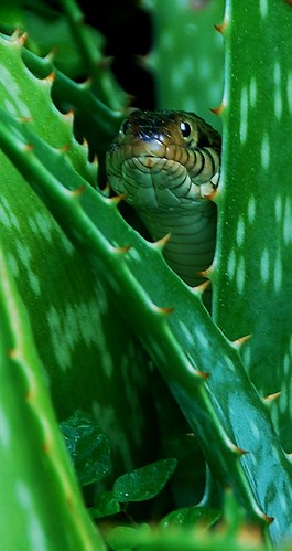 Florida Banded Water Snake in the Aloe Vera Plants by tropicalart77