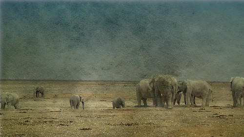 Elephants in the salt pan of Etosha