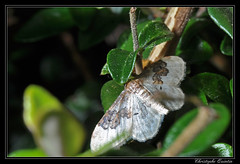 Lepidoptera/Geometridae