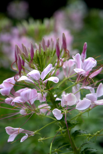 Cleome rose queen II by KM Anderson
