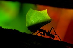 Leafcutter ants (Atta spp.)