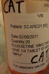 pill bottle, cat fluoxetine prescription