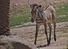 Baby Grevy's Zebra 2010