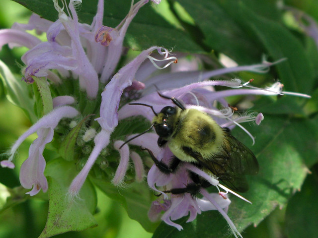 2010.07.15 - Bumblebee